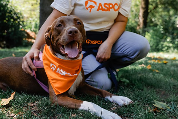 Amor sin costo: por qué elegir la adopción de mascotas es la mejor decisión Ways to Adopt Pets in the US