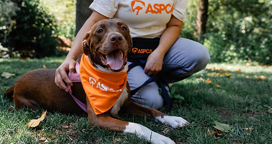 Amor sin costo: por qué elegir la adopción de mascotas es la mejor decisión Ways to Adopt Pets in the US